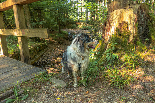 Hund im Wald