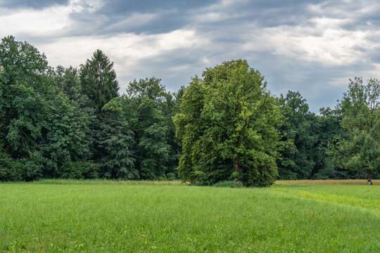 single tree on the edge of forest in Rhein valley, sycamore maple in the forest, springtime in Vorarlberg, Austria, green on the alpine meadows. Ivy wraps around the tree and grows in the forest