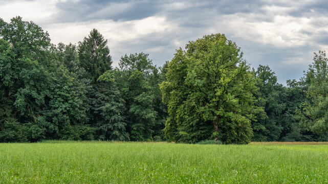 single tree on the edge of forest in Rhein valley, sycamore maple in the forest, springtime in Vorarlberg, Austria, green on the alpine meadows. Ivy wraps around the tree and grows in the forest