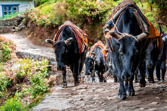 Grupo de Yak, o vacas de monta&ntilde;a, en la regi&oacute;n del Everest, llevando bienes y suministros en caminos de monta&ntilde;a. En Nepal.