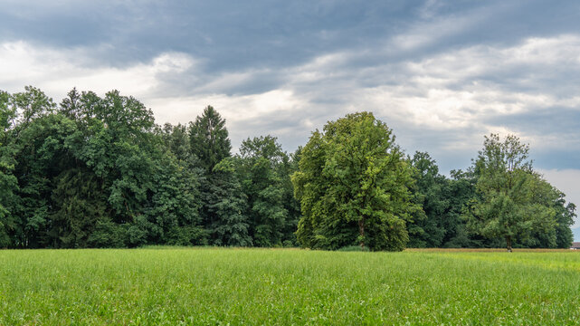 single tree on the edge of forest in Rhein valley, sycamore maple in the forest, springtime in Vorarlberg, Austria, green on the alpine meadows. Ivy wraps around the tree and grows in the forest