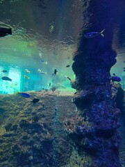 coral reef and diver © JKN