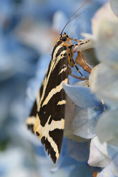 Papillon Ecaille chin&eacute;e sur un hortensia