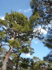 Fototapeta premium 青空を見上げる伝統的な日本の庭園に立つ立派な松の木