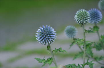 Obraz premium Blue globes of Echinops ritro (southern globethistle), closeup, isolated against natural blurred background. Nature, plants, Echinops, outdoors botanical plants, landscaping concept. Free copy space.