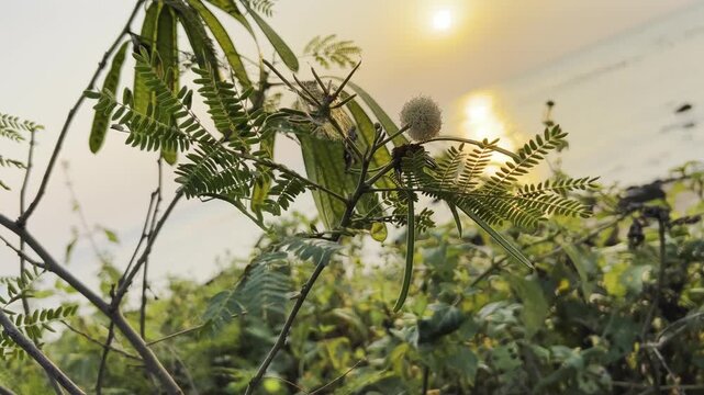 Wild river tamarind plant with green leaves and round flower head against a scenic sunset reflection on the water