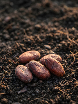 Raw cacao beans on fertile soil with dew and warm natural light