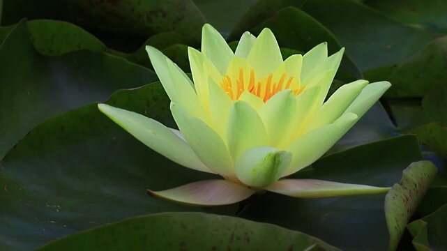 Yellow water lily on green leaves swings on the water surface of the lake