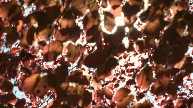 Low angle shot of bright natural sunlight bursting through dense red leaves of european beech tree in summer forest