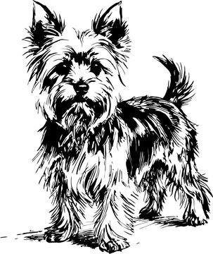Black and white illustration of a yorkshire terrier dog standing, detailed fur texture, sketch