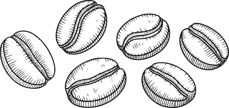 白背景に6つのコーヒー豆の手描きイラスト