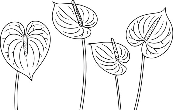 白背景に4輪のアンスリウムの花のラインイラスト