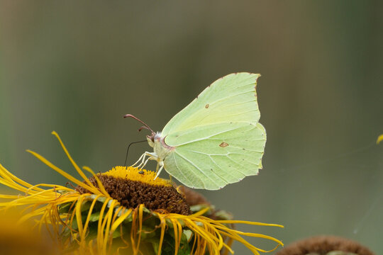 Common Brimstone Butterfly (Gonepteryx rhamni) Feeding on Yellow Flower in Natural Habitat, Close-up Wildlife Photography