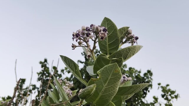 Close-up of a Calotropis procera plant with green leaves and clusters of small white and purple flowers