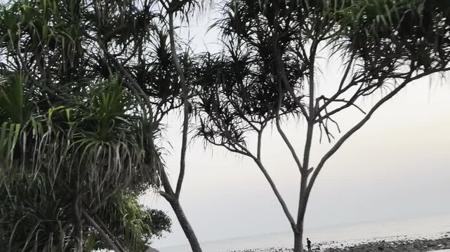 Coastal pandanus trees and wild vegetation standing on the rocky beach shoreline under a dim twilight sky