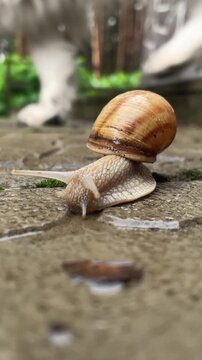 Startled Land Snail Stops Crawling and Retracts Into Its Shell as a Blurred Dog Passes Behind, Defensive Response to an External Stimulus