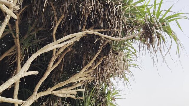 Exotic Pandanus Tree Branches with Lush Green Tropical Foliage and Intricate Wood Textures Against a Bright Sky