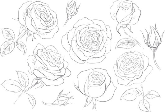 Colecci&oacute;n de flores y capullos de rosa dibujados a mano en un estilo aislado sobre un fondo blanco para