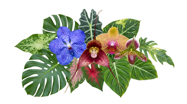 Tropical orchid flower arrangement with monstera leaves, exotic floral bouquet on white background, vibrant jungle foliage and botanical blooms