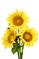 Obraz premium Sunflower yellow summer flower png, Realistic Flowers frame border, Photo editing, Sunflowers Isolated on a transparent background