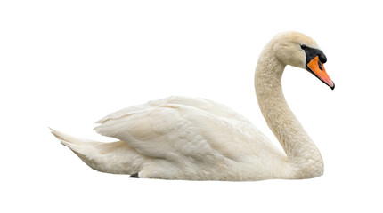 Graceful white swan swimming elegantly on water isolated on transparent background png. © Isolated_png