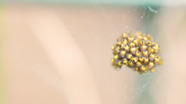 Macro shot of tiny yellow and black garden spider spiderlings moving inside silky web nest blowing in wind