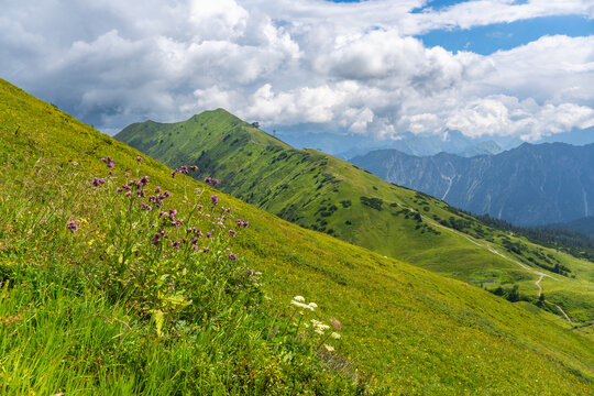mountain colored flowers in little valley of Walser with green meadows and steep rocky slope in the alps of Bregenzerwald, with rocky mountains and steep, stony slopes on a rainy day with clouds.