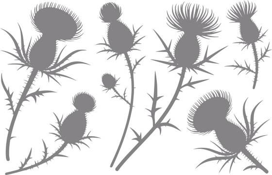 Una colecci&oacute;n de siluetas de flores de cardo gris aisladas sobre un fondo blanco para diversos proyectos