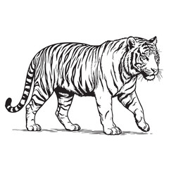 Fototapeta premium Black and White Walking Tiger Line Art Vector Illustration