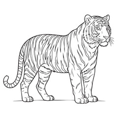 Obraz premium Detailed Standing Tiger Line Art Vector Illustration