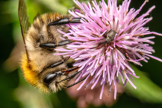 Common carder bee, a species of bumblebee 