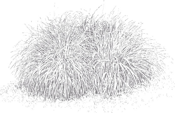 Un estilo de dos frondosos arbustos de hierba ornamental aislados sobre un fondo blanco limpio