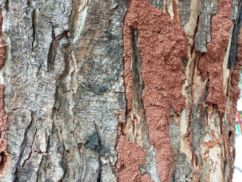 Close up texture of rough tree bark covered with termite mud tubes.
