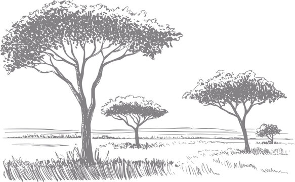 Dibujo a mano de acacias en un paisaje de sabana africana, con un estilo minimalista