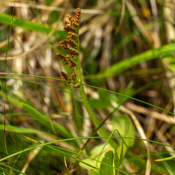 botrychium lunaria, True moonwort, rue fern on an alpine meadow in Austria, fern in pasture on alp