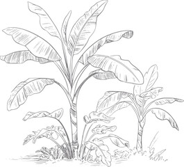 Dibujo a mano de bananos con grandes hojas tropicales aislados sobre un fondo blanco © Stock Soul