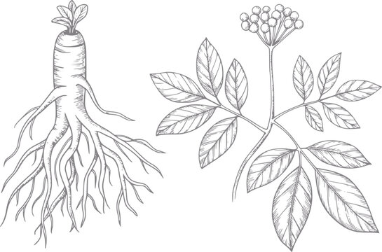 Dibujo a mano de ra&iacute;z y planta de ginseng con hojas y bayas para medicina herbal y salud