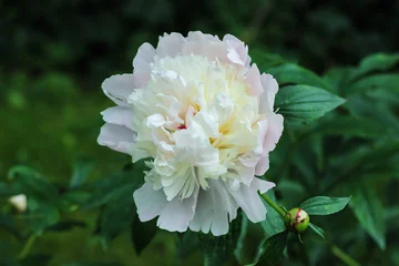 Fototapete Pfingstrosen A peony flower is growing in a garden. It is spring. The flower has white petals with hints of pink. Green leaves surround the flower, indicating healthy growth in the natural environment.  © Анна Рубашина