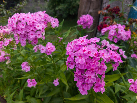 Pink phlox flowers blooming beautifully in a summer garden