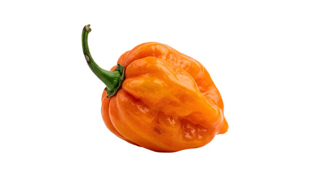 Habanero pepper isolated on black background vibrant orange color fresh produce healthy eating