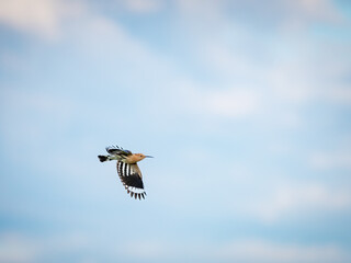 Elegant hoopoe (upupa epops) bird in flight with fully spread wings against a clear blue sky © Ewald Fröch