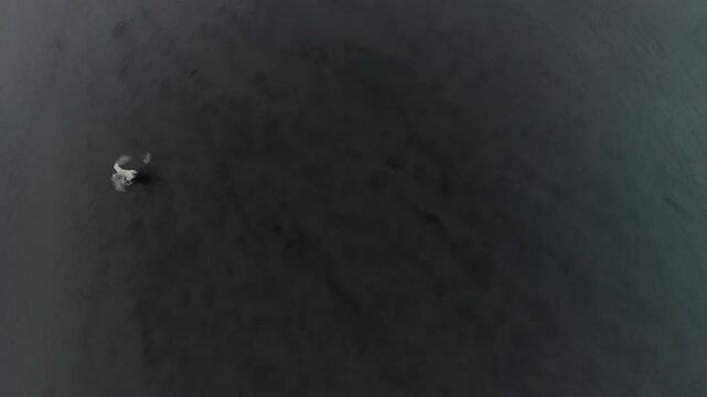 Whooper Swan Flying Over Iceland Glacial River Aerial Drone Cinematic Wildlife