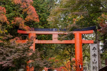 Fototapete Torii Tore Traditional vermilion torii gate standing among vibrant autumn foliage at a Japanese Shinto shrine.  © Elia