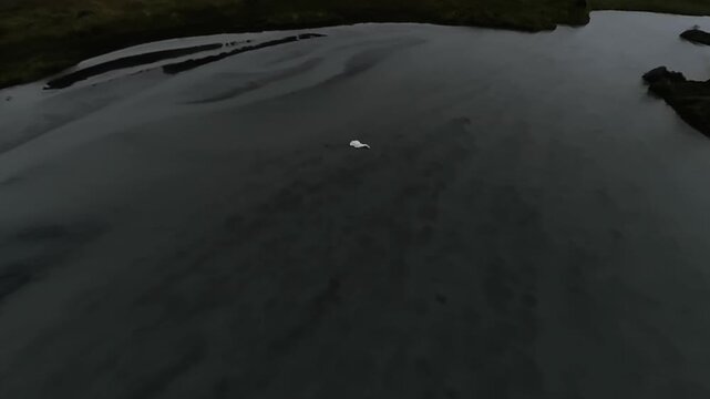 Whooper Swan Flies Over Iceland Glacial River Aerial Drone Cinematic Wildlife