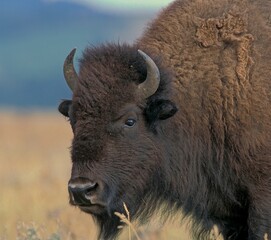 Bison © russellg10