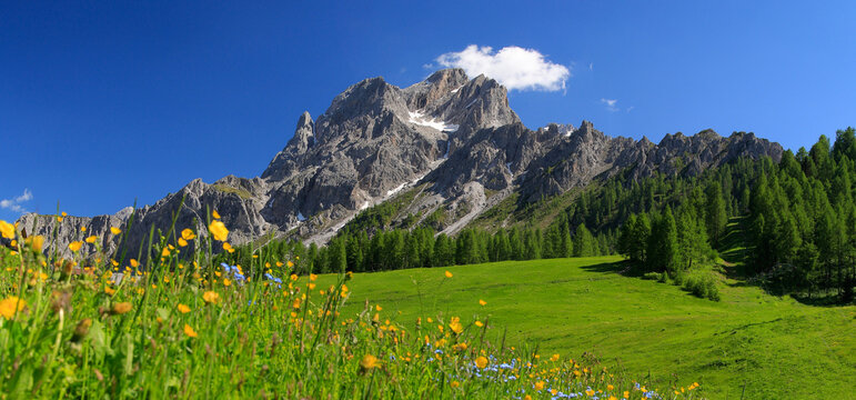  Rotwand Bergmassiv mit Blumenwiese, Sextener Dolomiten, Italien, Europa, Panorama 