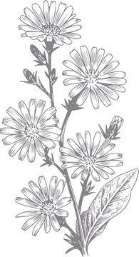 Una bot&aacute;nica estilo vintage de una planta de achicoria con flores en flor y hojas verdes