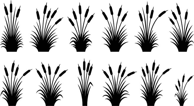 Vector silhouette collection of black cattail reed plants and wild swamp grass for wetland nature designs