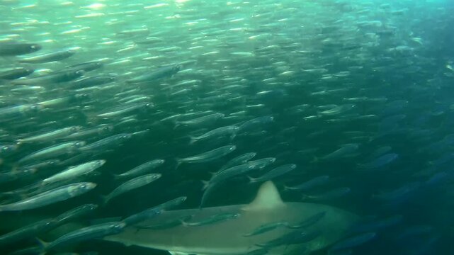 Multiple sharks swimming through a dense sardine bait ball during the annual Sardine Run off the Wild Coast of South Africa. Dramatic underwater wildlife footage showing natural feeding behavior