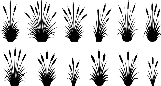 Vector silhouette collection of cattail reeds and marsh grass clumps for wetland landscape design